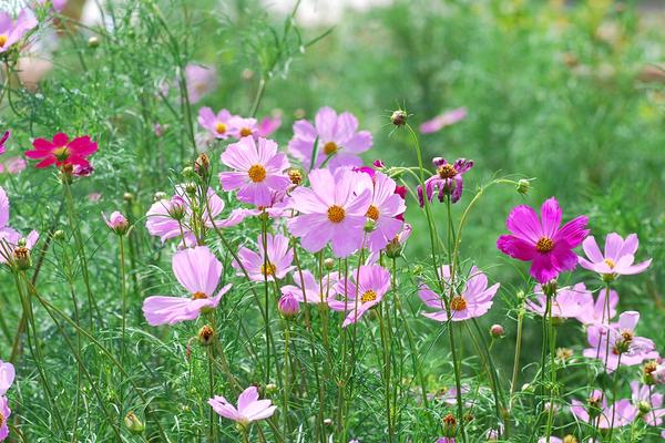 波斯菊什么時候播種(幾月) 波斯菊怎么摘心(圖解方法)
