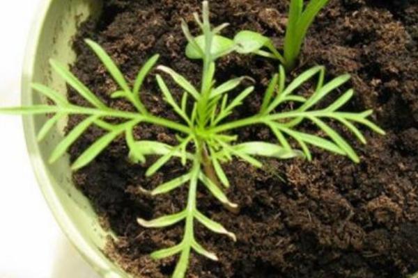 波斯菊什么時候播種(幾月) 波斯菊怎么摘心(圖解方法)