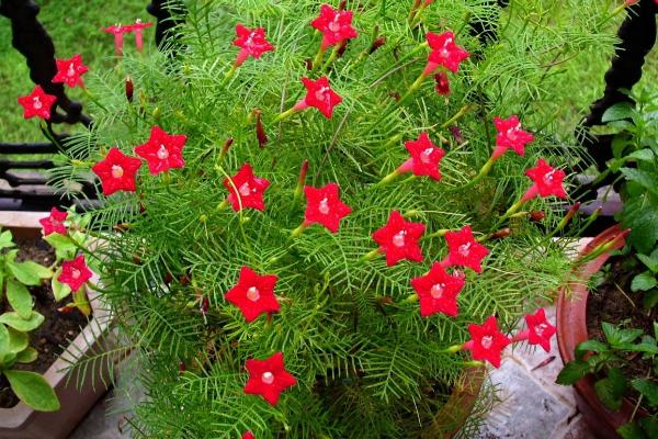 蔦蘿種子市場價格多少錢一斤 蔦蘿的養殖方法