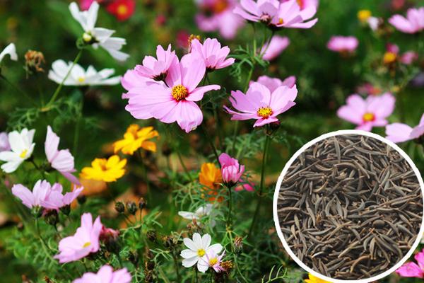 波斯菊種子怎么種 波斯菊種子種植方法與注意事項