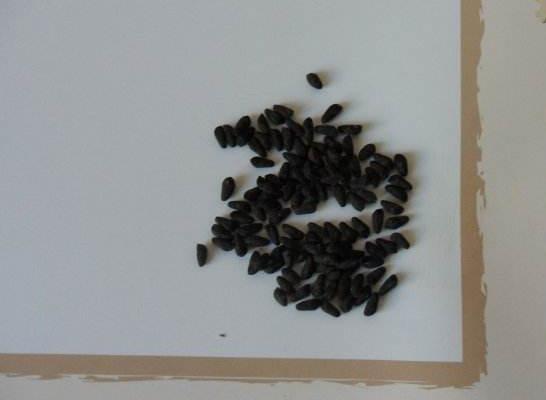 蔦蘿種子市場價格多少錢一斤 蔦蘿的養殖方法