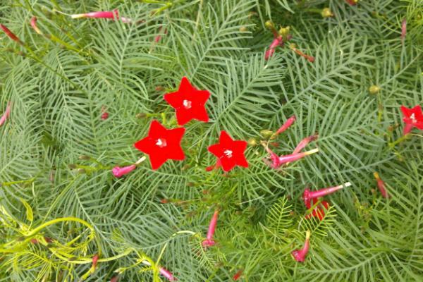 蔦蘿種子市場價格多少錢一斤 蔦蘿的養殖方法