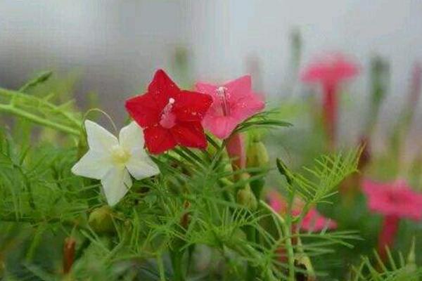 蔦蘿種子市場價格多少錢一斤 蔦蘿的養殖方法