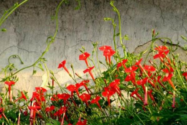 蔦蘿種子市場價格多少錢一斤 蔦蘿的養殖方法