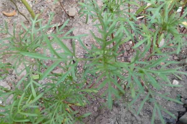 波斯菊種子怎么種 波斯菊種子種植方法與注意事項