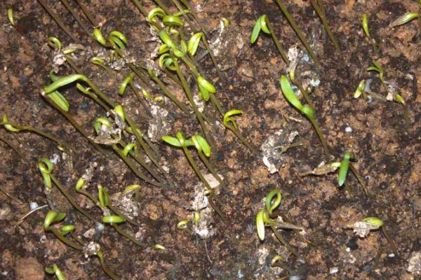 波斯菊種子怎么種 波斯菊種子種植方法與注意事項