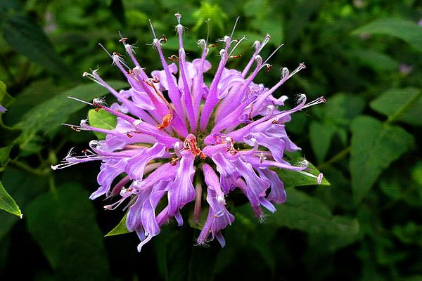 美國薄荷和檸檬薄荷的區別是什么 美國薄荷的養護