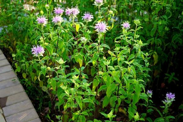 美國薄荷功效與作用及禁忌 美國薄荷藥用價值