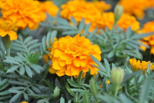 萬壽菊市場價格多少錢一斤 萬壽菊的利用價值