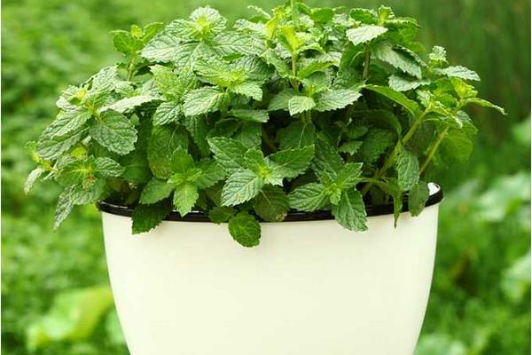 美國薄荷市場價格多少錢一盆 美國薄荷的品種