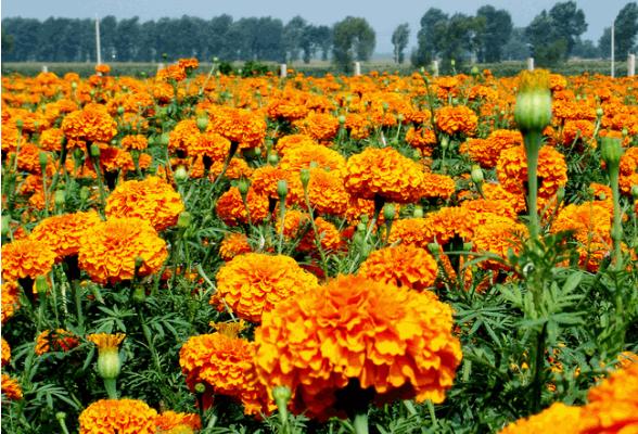 萬壽菊市場價格多少錢一斤 萬壽菊的利用價值