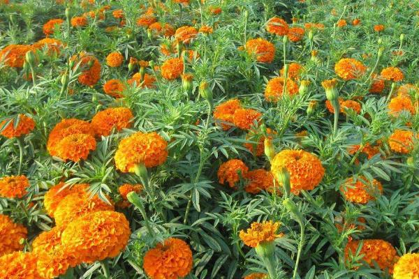 萬壽菊市場價格多少錢一斤 萬壽菊的利用價值