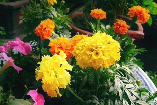 萬壽菊市場價格多少錢一斤 萬壽菊的利用價值