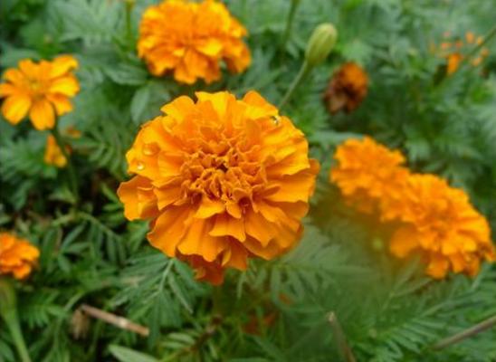 萬壽菊市場價格多少錢一斤 萬壽菊的利用價值