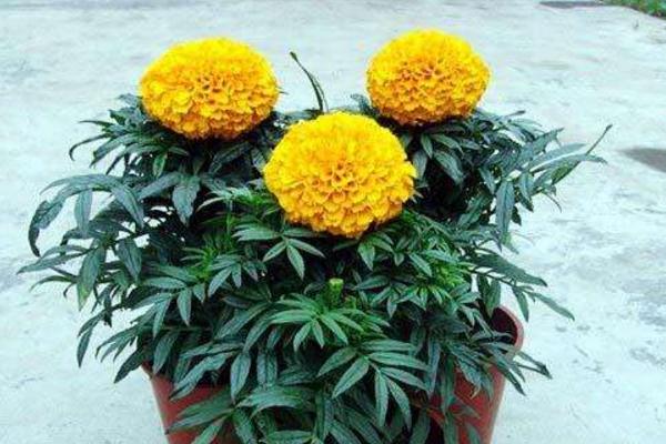 萬壽菊市場價格多少錢一斤 萬壽菊的利用價值