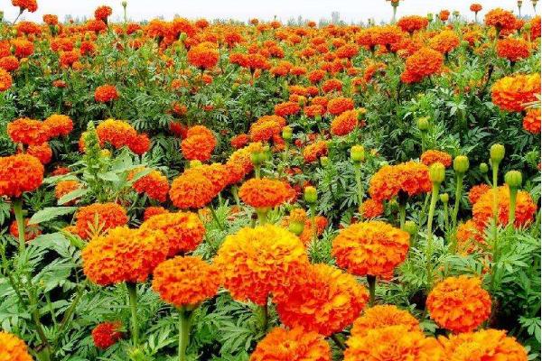 萬壽菊市場價格多少錢一斤 萬壽菊的利用價值
