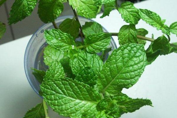 美國薄荷市場價格多少錢一盆 美國薄荷的品種