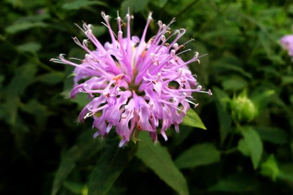 美國薄荷市場價格多少錢一盆 美國薄荷的品種