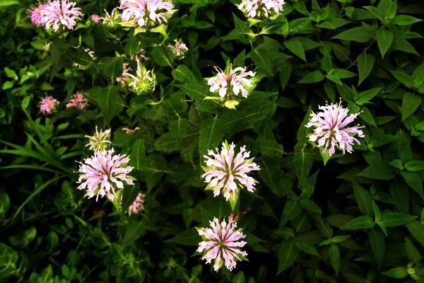 美國薄荷市場價格多少錢一盆 美國薄荷的品種