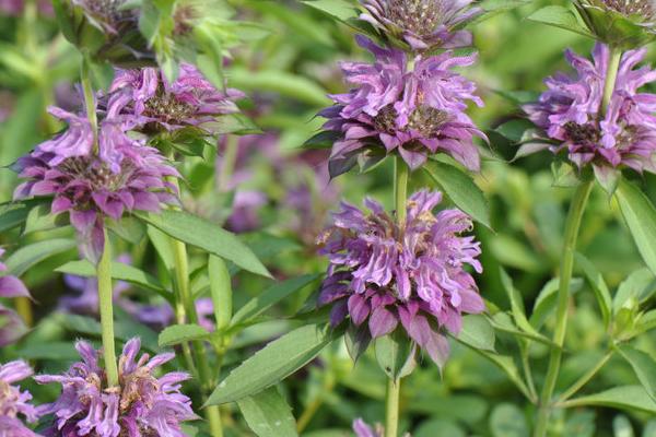 美國薄荷市場價格多少錢一盆 美國薄荷的品種