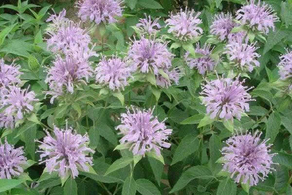 美國薄荷市場價格多少錢一盆 美國薄荷的品種