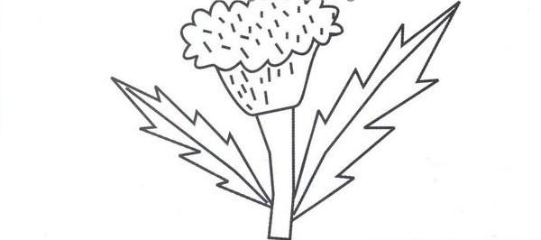 雞冠花怎么畫（簡筆畫圖解步驟） 什么是簡筆畫