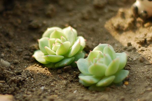 靜夜多肉每到夏天就死怎么辦（怎么度夏） 靜夜怎么砍頭（后續(xù)養(yǎng)護(hù)）