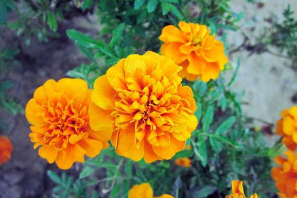 萬壽菊怎么種 萬壽菊種植方法與注意事項