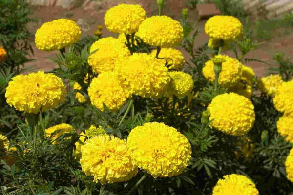 萬壽菊怎么種 萬壽菊種植方法與注意事項(xiàng)