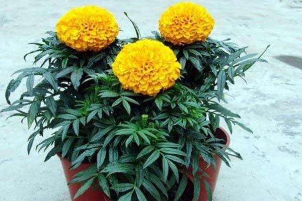 萬壽菊怎么種 萬壽菊種植方法與注意事項(xiàng)