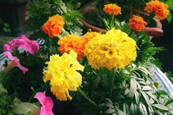 萬壽菊怎么種 萬壽菊種植方法與注意事項(xiàng)