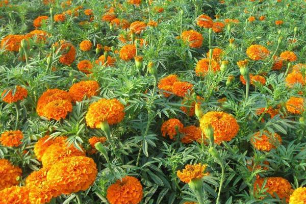 萬壽菊怎么種 萬壽菊種植方法與注意事項(xiàng)