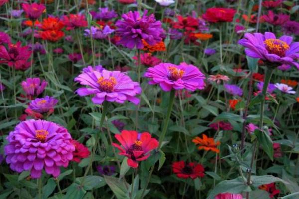 百日草種子市場價(jià)格多少錢一斤 百日草種子怎么種