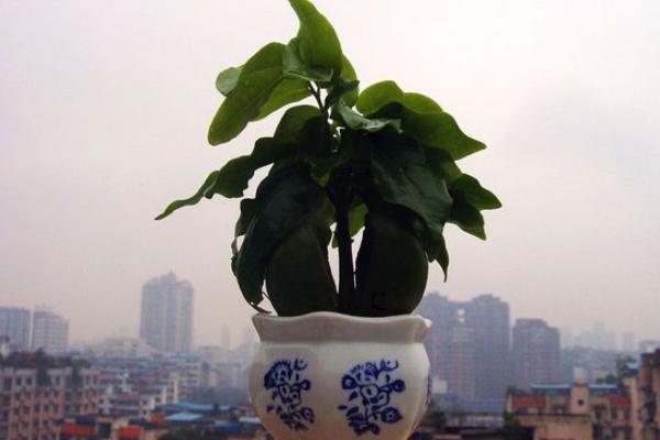 綠元寶圖片大全 綠元寶花語(yǔ)及寓意