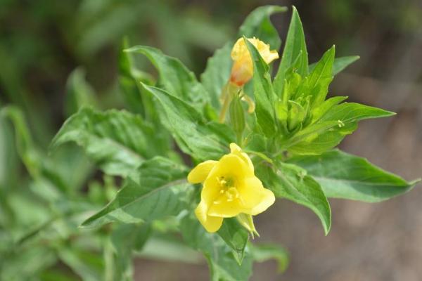 月見草圖片大全 月見草花語及寓意