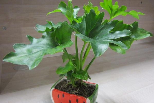 春羽吸甲醛嗎 春羽能凈化空氣嗎