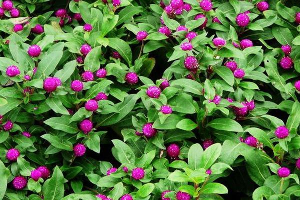 千日紅繁殖方法 千日紅怎么播種