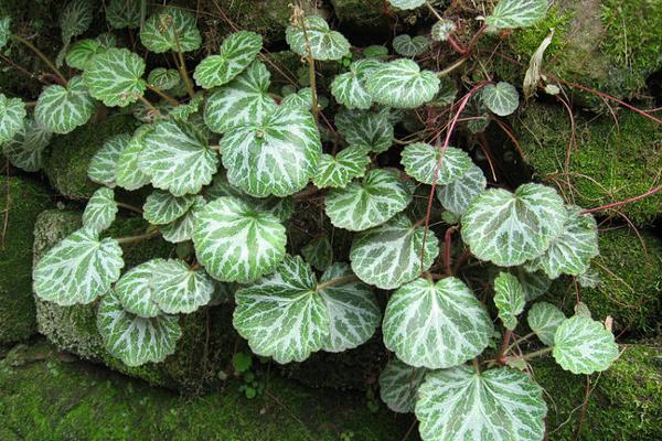 虎耳草圖片大全 虎耳草花語及寓意