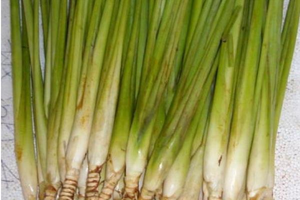 香茅草市場價格多少錢一斤 香茅怎么養