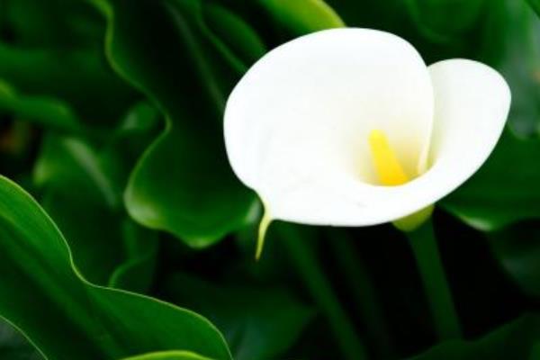 海芋花圖片大全 海芋花花語及寓意