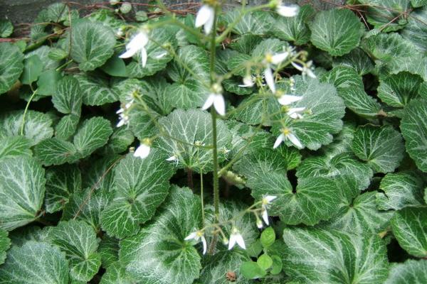 虎耳草圖片大全 虎耳草花語及寓意