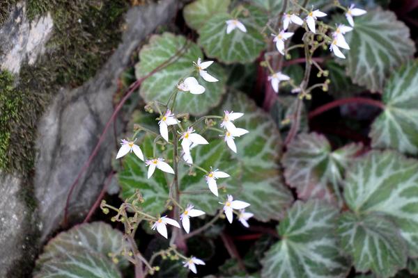 虎耳草圖片大全 虎耳草花語及寓意