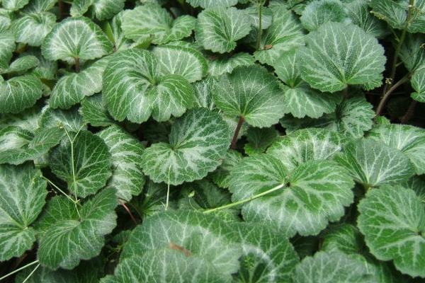 虎耳草圖片大全 虎耳草花語及寓意