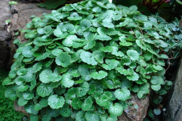 虎耳草圖片大全 虎耳草花語及寓意