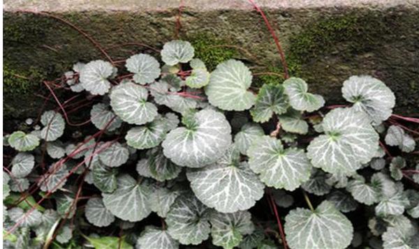 虎耳草圖片大全 虎耳草花語及寓意