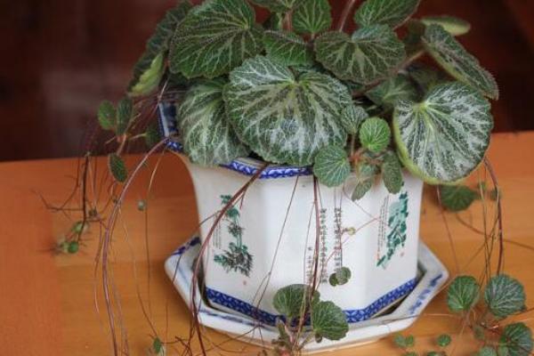 虎耳草圖片大全 虎耳草花語及寓意