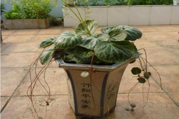 虎耳草圖片大全 虎耳草花語及寓意