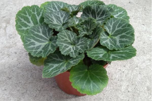 虎耳草圖片大全 虎耳草花語及寓意