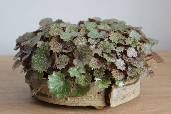 虎耳草圖片大全 虎耳草花語及寓意