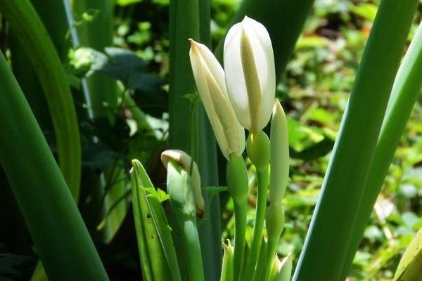 海芋花圖片大全 海芋花花語及寓意